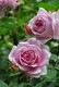 Хġڿġۥ֥ե󥻡 ġӿ建 ϿʼϡKb-KBO