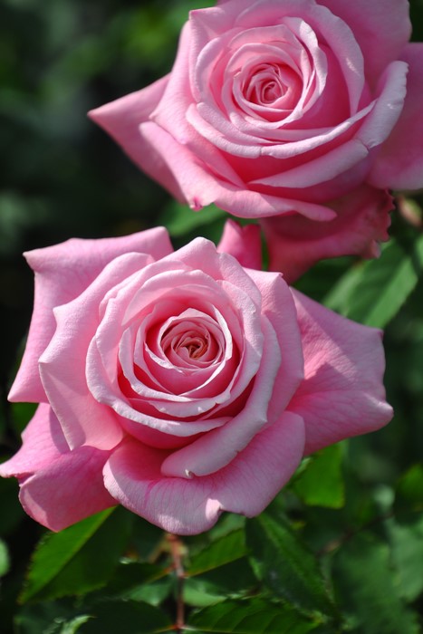 Хġġۥ٥ɥ꡼  6ȭʡJ-HT20