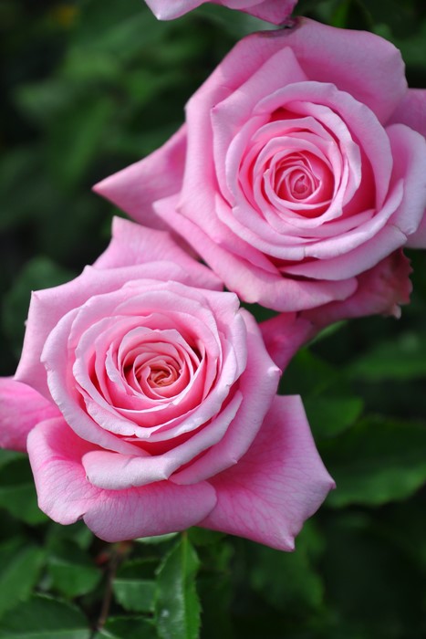 Хġġۥ٥ɥ꡼  6ȭʡJ-HT20