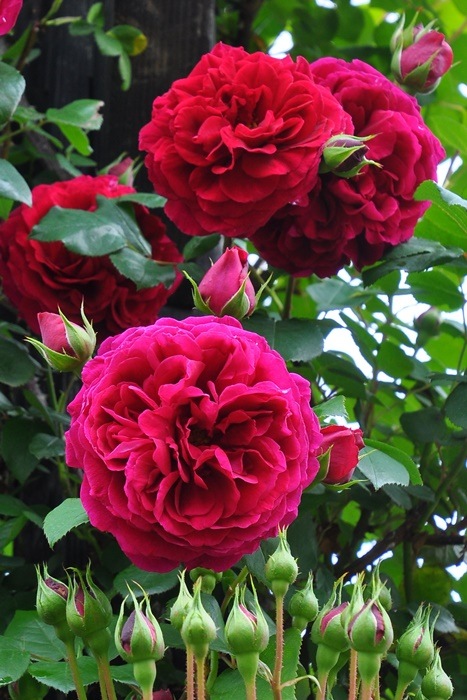 ġۥХ ƥ֥С륺 ͢ 7ȭʡӿ建 ϿʼϡER-Y