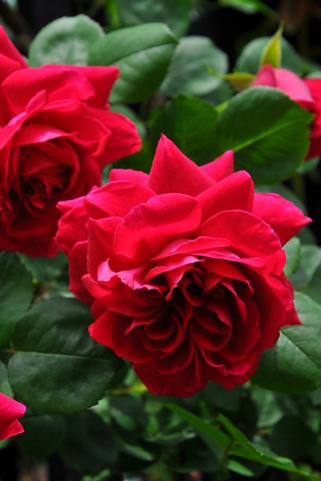 ġۥХ ƥ֥С륺 ͢ 7ȭʡӿ建 ϿʼϡER-Y