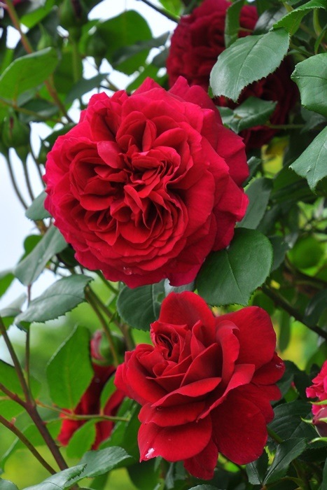 ġۥХ ƥ֥С륺 ͢ 7ȭʡӿ建 ϿʼϡER-Y