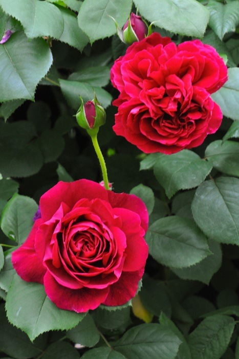 ġۥХ ƥ֥С륺 ͢ 7ȭʡӿ建 ϿʼϡER-Y