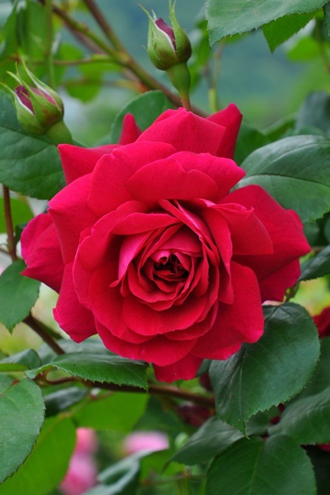 ġۥХ ƥ֥С륺 ͢ 7ȭʡӿ建 ϿʼϡER-Y