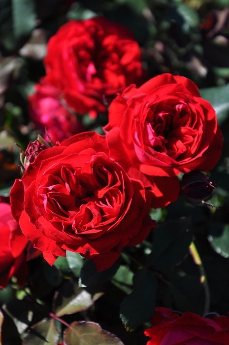 �Х��ġ����ġۥޥ������� ���� 6��ȭ�����ʡ����ӿ建�� ��Ͽ�ʼ�ϡ�J-RP��