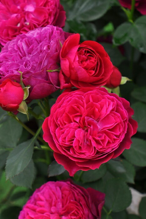 ���ߵ����ġۥХ��� �륤��������� ���� 6��ȭ�����ʡ����ӿ建�� ��Ͽ�ʼ�ϡ�J-RO�ա�1212�����