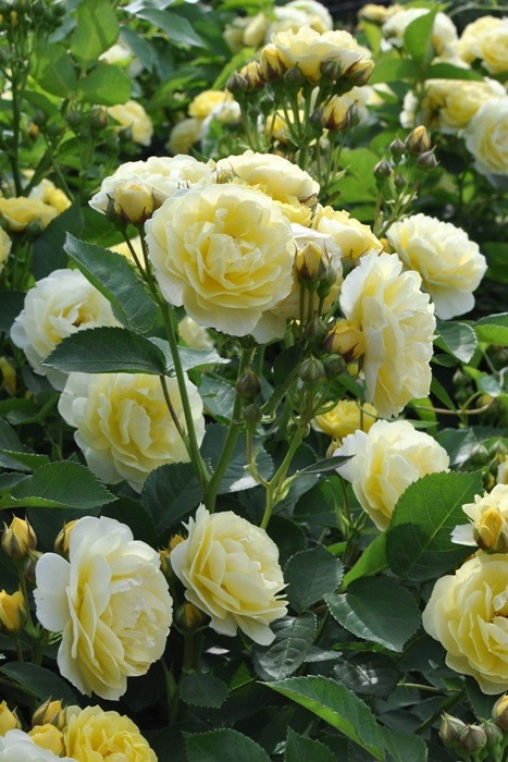 �Х��ġ����ġۥ�����ǥ�ܡ����� ���� 6��ȭ�����ʡη����ʼ�ϡ�IR-IRO3��