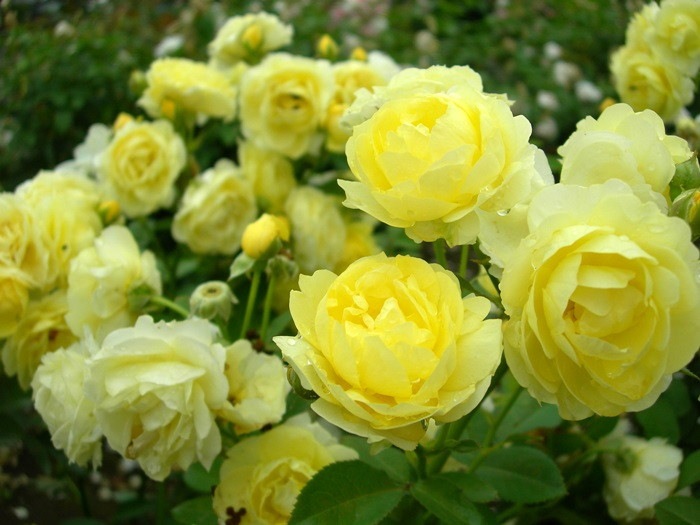 �Х��ġ����ġۥ�����ǥ�ܡ����� ���� 6��ȭ�����ʡη����ʼ�ϡ�IR-IRO3��