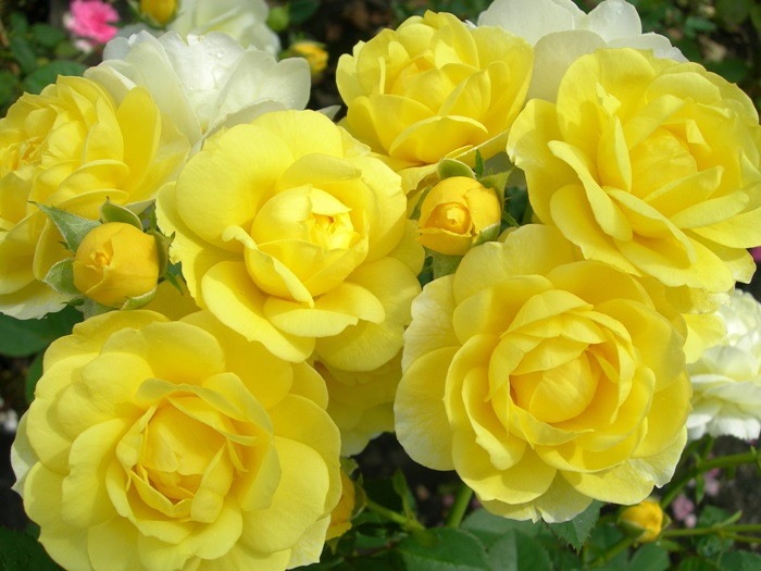 �Х��ġ����ġۥ�����ǥ�ܡ����� ���� 6��ȭ�����ʡη����ʼ�ϡ�IR-IRO3��