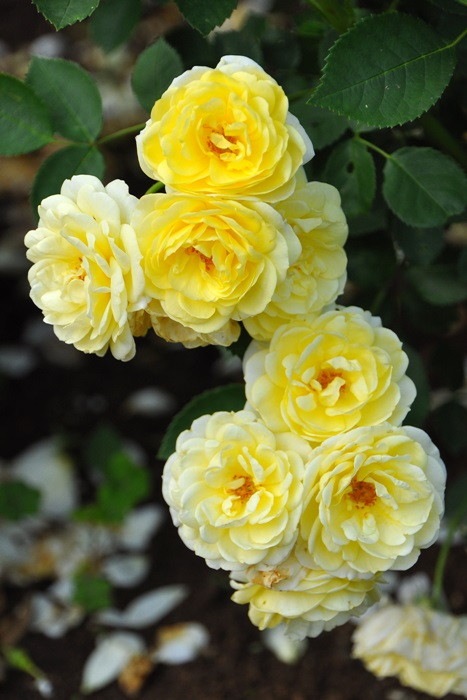 �Х��ġ����ġۥ�����ǥ�ܡ����� ���� 6��ȭ�����ʡη����ʼ�ϡ�IR-IRO3��