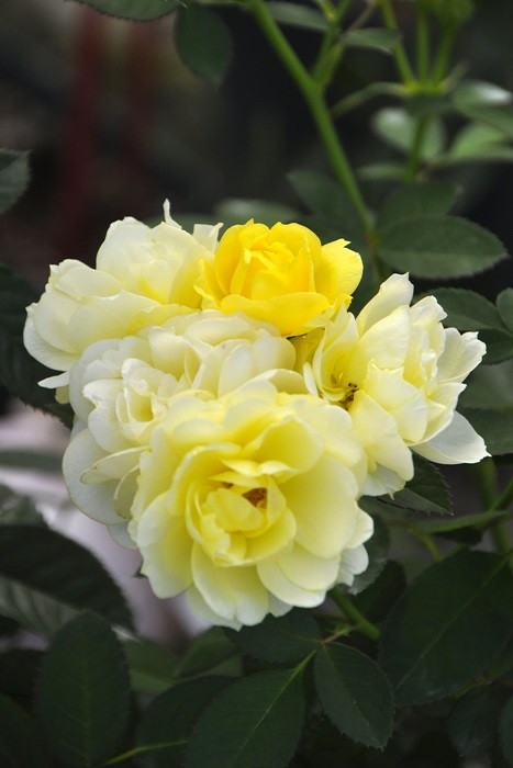 �Х��ġ����ġۥ�����ǥ�ܡ����� ���� 6��ȭ�����ʡη����ʼ�ϡ�IR-IRO3��