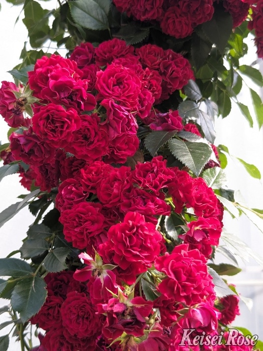 ���ߵ����ġۥХ��� ����ॾ�󥷥륨�å� ���� 6��ȭ�����ʡ����ӿ建�� �ʼ���Ͽ�д���ϡ�IR-IRO3�ա�0109�����