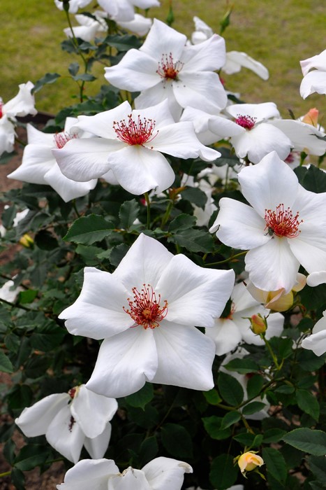 大苗 バラ苗 ホワイトウィングス Ht白 国産苗 6号鉢植え品 J Ht 系統で選ぶバラ ハイブリッドティー 大苗 バラの家 公式本店 ロサオリエンティス