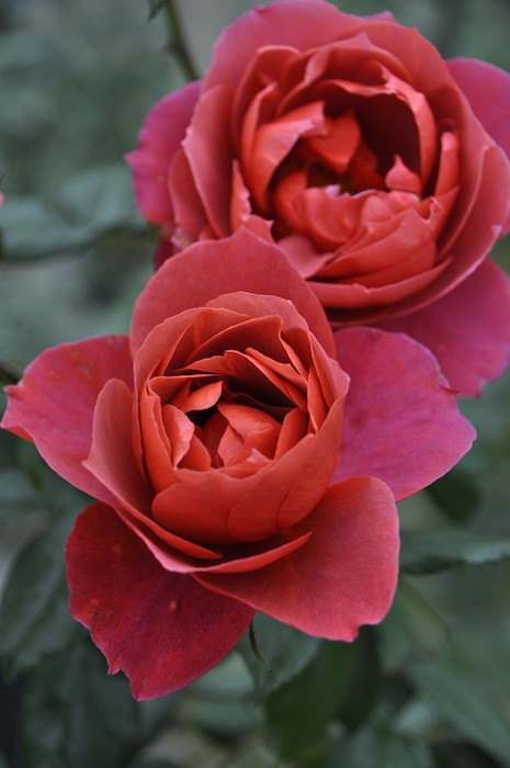 ���ߵ����ġۥХ��� �ۥåȥ����� ���� 6��ȭ�����ʡ�J-FL10�ա�0204�����