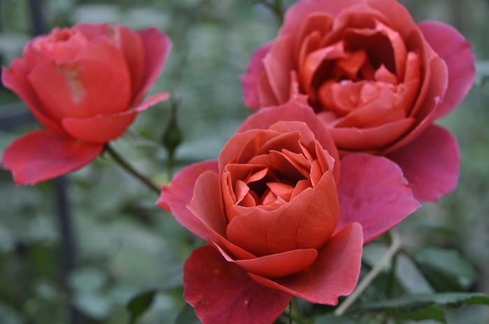 ���ߵ����ġۥХ��� �ۥåȥ����� ���� 6��ȭ�����ʡ�J-FL10�ա�0204�����