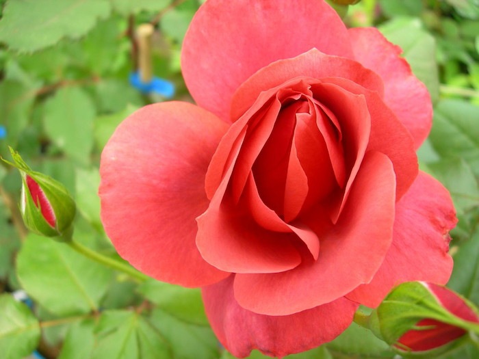 ���ߵ����ġۥХ��� �ۥåȥ����� ���� 6��ȭ�����ʡ�J-FL10�ա�0204�����