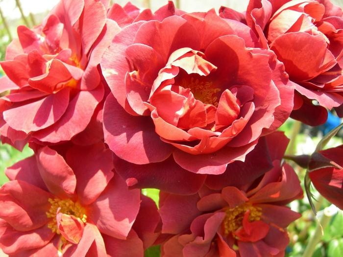 ���ߵ����ġۥХ��� �ۥåȥ����� ���� 6��ȭ�����ʡ�J-FL10�ա�0204�����