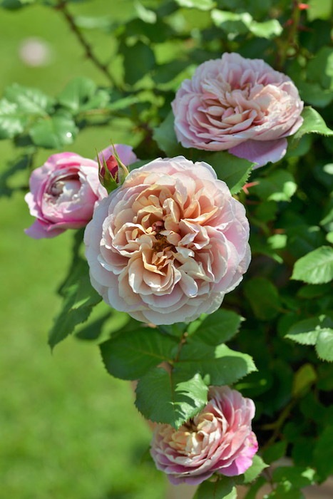 �Х��ġ����ġۥ�ƥ饹 ���� 6��ȭ�����ʡ����ӿ建�� �ʼ���Ͽ�д���ϡ�Han-DOR��