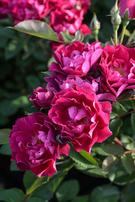 �����ġۥХ��� �����ǥ��ʥ�ե塼�� ���� 6��ȭ�����ʡ�J-CL20��