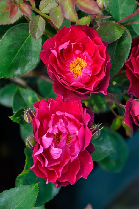 �����ġۥХ��� �����ǥ��ʥ�ե塼�� ���� 6��ȭ�����ʡ�J-CL20��