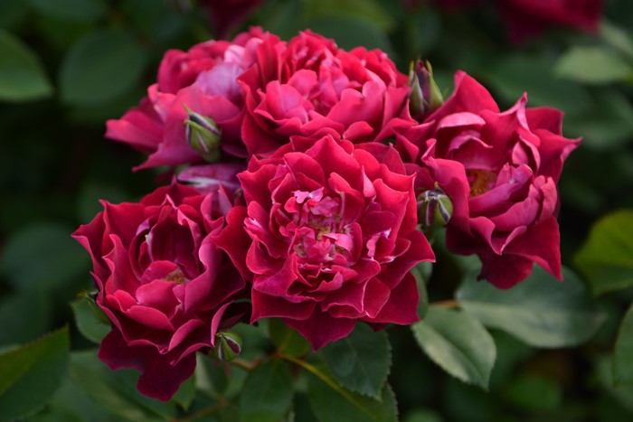 �����ġۥХ��� �����ǥ��ʥ�ե塼�� ���� 6��ȭ�����ʡ�J-CL20��