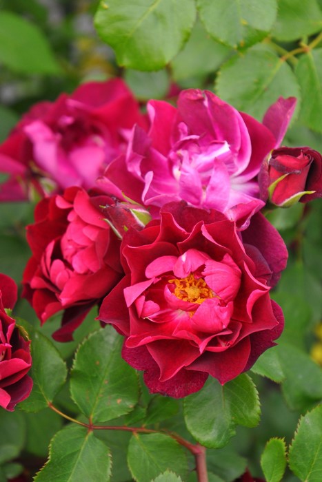 �����ġۥХ��� �����ǥ��ʥ�ե塼�� ���� 6��ȭ�����ʡ�J-CL20��