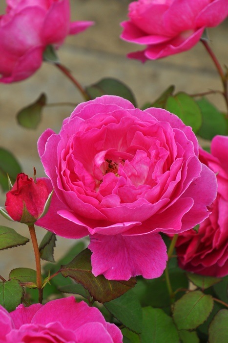 ġۥХ եե  6ȭʡηʼϡKMG-GR