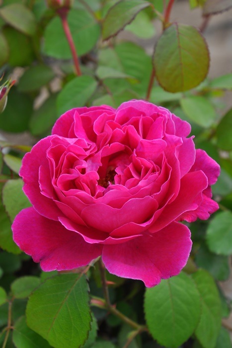 ġۥХ եե  6ȭʡηʼϡKMG-GR