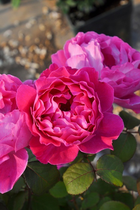 ġۥХ եե  6ȭʡηʼϡKMG-GR