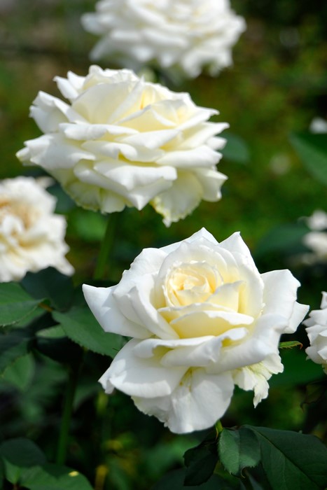 ġۥХ ƥͥ  6ȭʡJ-HT10