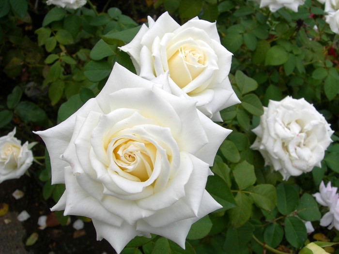 ġۥХ ƥͥ  6ȭʡJ-HT10