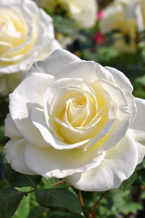 ġۥХ ƥͥ  6ȭʡJ-HT10