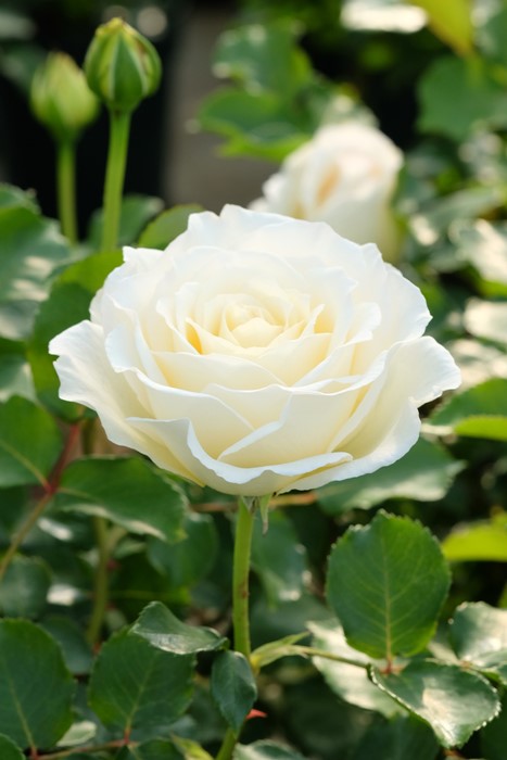 ڥ若ۡġۥХ ѡ륤  6ȭʡӿ建 ʼϿдϡIR-IRO3 ָ