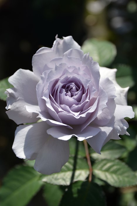 �Х��ġ����ġۥ���ǥ����� ���� 6��ȭ�����ʡ����ӿ建�� �ʼ���Ͽ�д���ϡ�J-RN��2025�տ��ʼ�