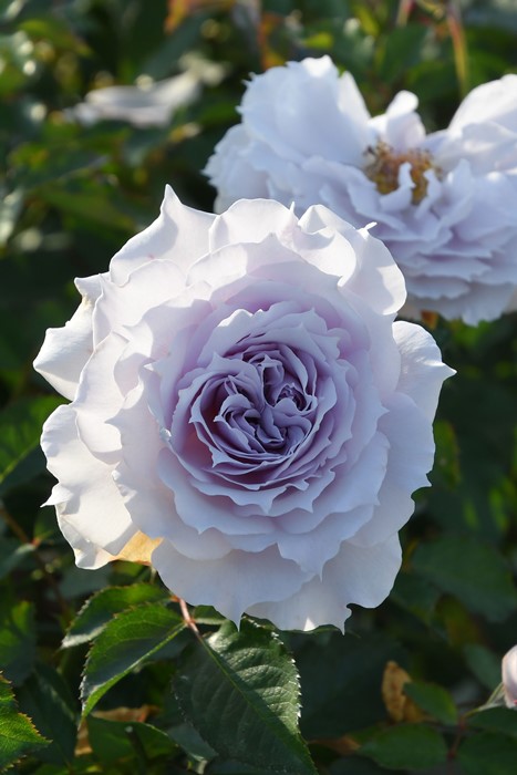 �Х��ġ����ġۥ���ǥ����� ���� 6��ȭ�����ʡ����ӿ建�� �ʼ���Ͽ�д���ϡ�J-RN��2025�տ��ʼ�