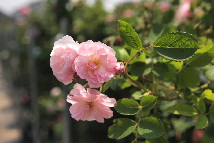 ���ߵ����ġۥХ��� ����ޤ��ڷ���ۥ���ޥ� ���� 6��ȭ�����ʡ�J-OC10��