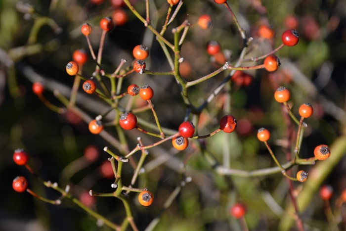 ���ߵ����ġۥХ��� ����ޤ��ڷ���ۥ���ޥ� ���� 6��ȭ�����ʡ�J-OC10��