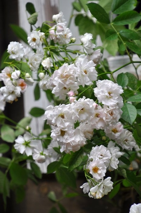 �Х��ġ����ġۤʤ�֤����������������ۥʥ�֥����� ���� 6��ȭ�����ʡη����ʼ�ϡ�JB-YR��