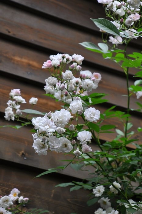 �Х��ġ����ġۤʤ�֤����������������ۥʥ�֥����� ���� 6��ȭ�����ʡη����ʼ�ϡ�JB-YR��