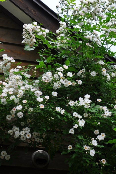 �Х��ġ����ġۤʤ�֤����������������ۥʥ�֥����� ���� 6��ȭ�����ʡη����ʼ�ϡ�JB-YR��