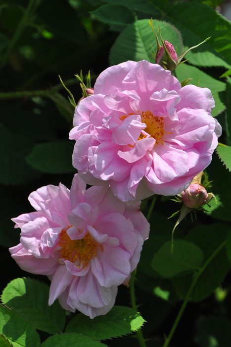 ���ߵ����ġۥХ��� ������ꥯ ���� 6��ȭ�����ʡ�J-OC10�ա�0204�����