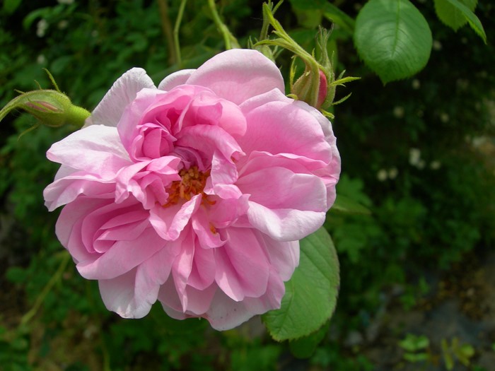 ���ߵ����ġۥХ��� ������ꥯ ���� 6��ȭ�����ʡ�J-OC10�ա�0204�����