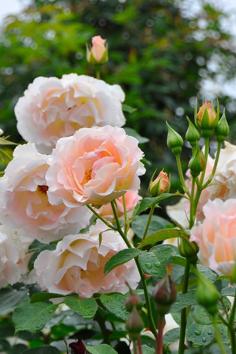 大苗 バラ苗 ロココ Cl杏 国産苗 6号鉢植え品 J Mc ブランドで選ぶバラ タンタウ バラの家 公式本店 ロサオリエンティス