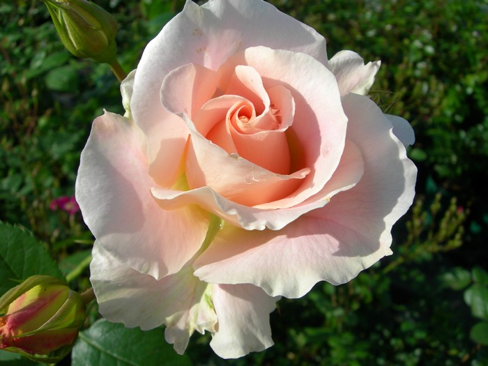 大苗 バラ苗 ロココ Cl杏 国産苗 6号鉢植え品 J Mc ブランドで選ぶバラ タンタウ バラの家 公式本店 ロサオリエンティス