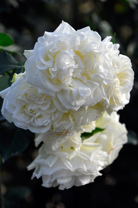 ġۥХ ۥ磻ȥᥤǥ  6ȭʡJ-CL20