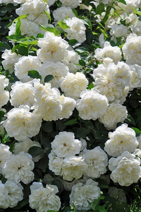 ġۥХ ۥ磻ȥᥤǥ  6ȭʡJ-CL20