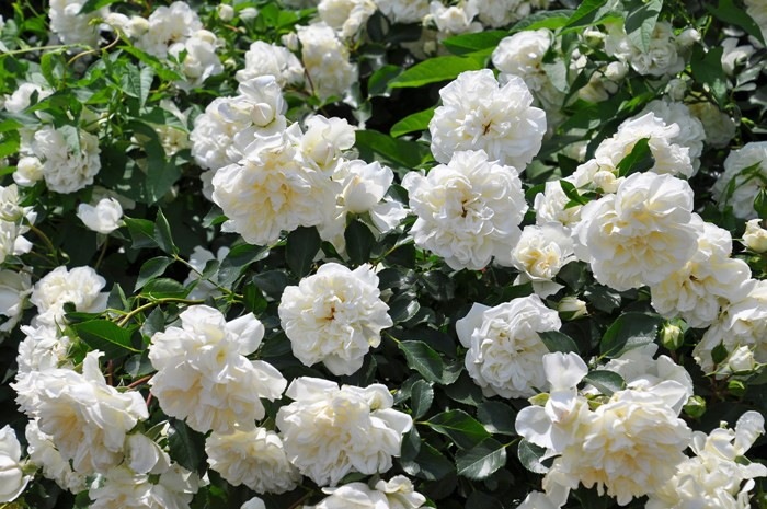 ġۥХ ۥ磻ȥᥤǥ  6ȭʡJ-CL20