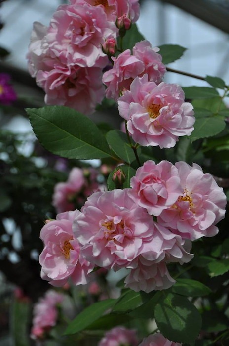 ġۥХ ٥ˡ  6ȭʡηʼϡKb-BRN