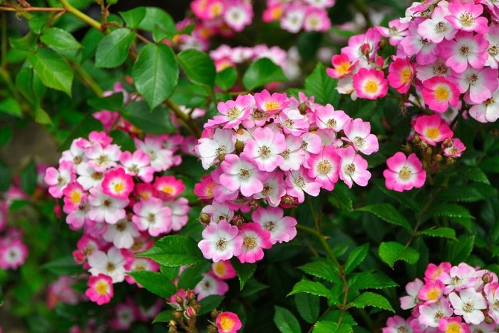 �Х��ġ����ġۥ⡼�ĥ���� ���� 6��ȭ�����ʡ�J-CL20��