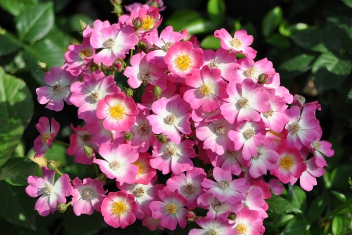 �Х��ġ����ġۥ⡼�ĥ���� ���� 6��ȭ�����ʡ�J-CL20��